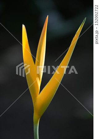 ヘリコニア　ゴールデン・トーチ 132002722