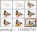 Drawing duck drake tutorial step by step. Visual guide demonstrates waterfowl painting in stages. Education kids learning hobby art projects. Realistic style background white 132002747