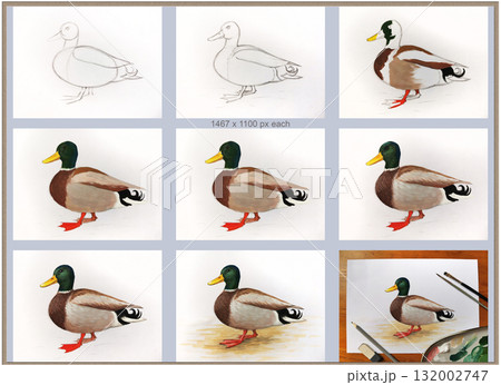 Drawing duck drake tutorial step by step. Visual guide demonstrates waterfowl painting in stages. Education kids learning hobby art projects. Realistic style background white 132002747