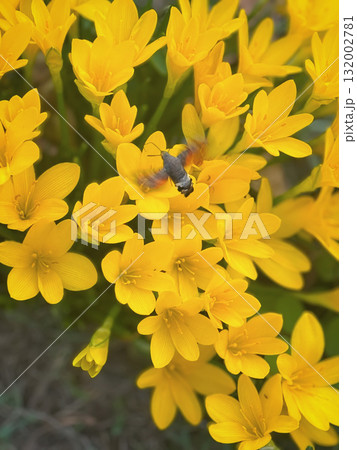 Hummingbird hawk-moth hovers over vibrant Sternbergia flowers, capturing rare autumn pollination moment. Concept of entomology, autumn bloom, seasonal pollination, biodiversity, garden wildlife 132002781
