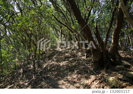 愛媛県愛南町　由良岬灯台と由良岬御所跡への道 132003157