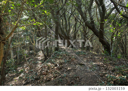 愛媛県愛南町　由良岬灯台と由良岬御所跡への道 132003159