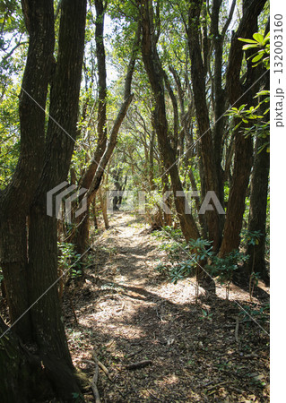 愛媛県愛南町　由良岬灯台と由良岬御所跡への道 132003160