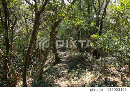 愛媛県愛南町　由良岬灯台と由良岬御所跡への道 132003161