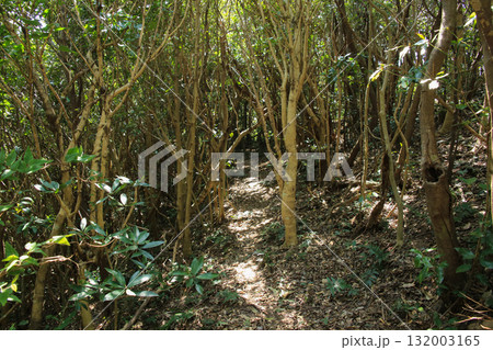 愛媛県愛南町　由良岬灯台と由良岬御所跡への道 132003165