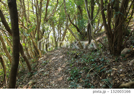 愛媛県愛南町　由良岬灯台と由良岬御所跡への道 132003166