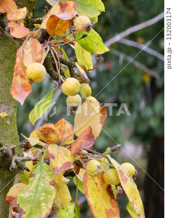 Malus transitoria berries closeup. Small yellow crabapple fruit on a tree branch in the garden. Decorative golden apple tree in the autumn park Malus transitoria berries closeup. Small yellow crabapple fruit on a tree branch in the garden. Decorative golden apple tree in the autumn park 132003174