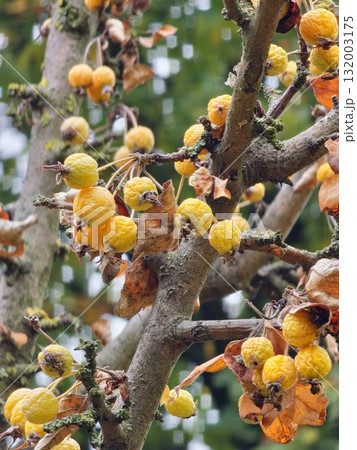 Malus transitoria berries closeup. Small yellow crabapple fruit on a tree branch in the garden. Decorative golden apple tree in an autumn park 132003175