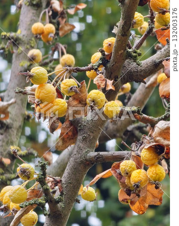 Malus transitoria berries closeup. Small yellow crabapple fruit on tree branch in garden. Decorative golden apple tree in autumn park 132003176
