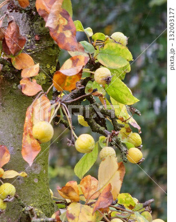 Malus transitoria berries closeup. Small yellow crabapple fruit on a tree branch in the garden. Decorative golden apple tree in autumn park 132003177