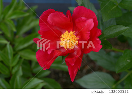 アメリカ　シャクヤク 132003531