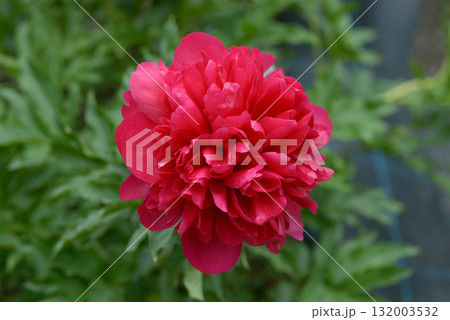 コマンドパフォーマンス　シャクヤク 132003532