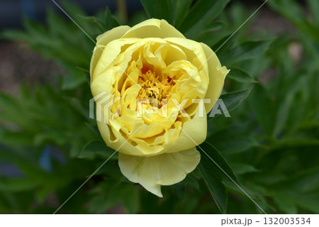 バートゼラ　シャクヤク 132003534