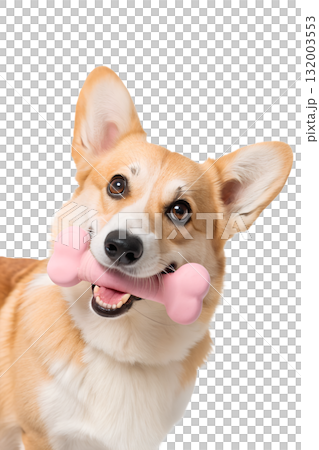 Corgi dog holding pink rubber bone-shaped toy in its mouth, looking playfully at the camera, isolated on a transparent background Corgi dog holding pink rubber bone-shaped toy in its mouth, looking playfully at the camera, isolated on a transparent background 132003553