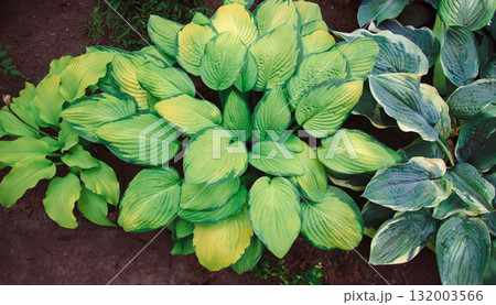 Top view of healthy green Hosta plant leaves growing in garden soil, vibrant foliage texture different shades green. Top view of healthy green Hosta plant leaves growing in garden soil, vibrant foliage texture different shades green. 132003566