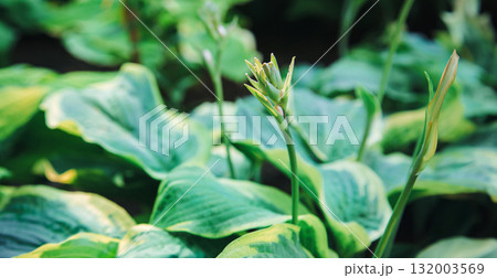Top view of healthy green Hosta plant leaves growing in garden soil, vibrant foliage texture different shades green. Top view of healthy green Hosta plant leaves growing in garden soil, vibrant foliage texture different shades green. 132003569