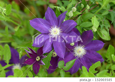 クレマチス 132003585