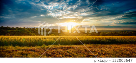 Scenic landscape of golden wheat field at sunset with dramatic cloudy sky Scenic landscape of golden wheat field at sunset with dramatic cloudy sky 132003647