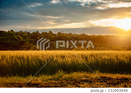 Scenic landscape golden wheat field at sunset dramatic cloudy sky and sun rays breaking through, rural peaceful view. Scenic landscape golden wheat field at sunset dramatic cloudy sky and sun rays breaking through, rural peaceful view. 132003648