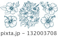 Tropical Hibiscus Flower Line Art Illustrations 132003708