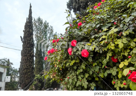 Rose bush with blooming flowers and tall trees in background. Garden scene with floral foreground and forest backdrop for nature compositions. Rose bush with blooming flowers and tall trees in background. Garden scene with floral foreground and forest backdrop for nature compositions. 132003748