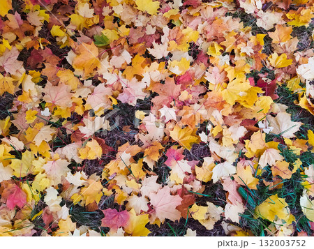 Fallen maple leaves in vibrant autumn colors on ground. Seasonal foliage carpet with red, orange and yellow leaves for nature backgrounds. Fallen maple leaves in vibrant autumn colors on ground. Seasonal foliage carpet with red, orange and yellow leaves for nature backgrounds. 132003752