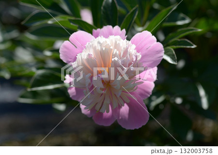 ソルベット シャクヤク ソルベット シャクヤク 132003758