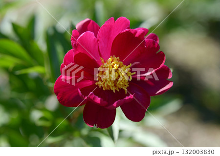 燕脂紅　シャクヤク 132003830