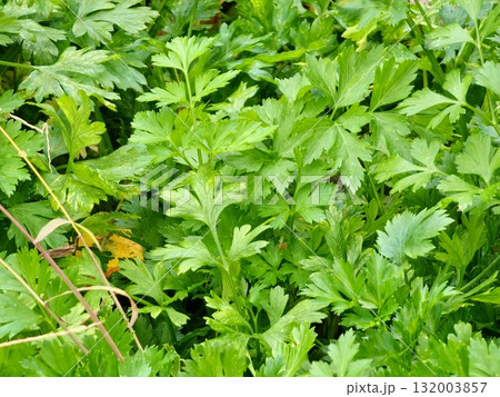 A close-up of fresh green parsley leaves growing in garden. Parsley, known as Petroselinum crispum, is popular culinary herb used in cooking. 132003857