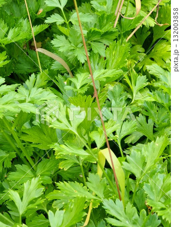 A close-up of fresh green parsley leaves growing in the garden. Parsley, known as Petroselinum crispum, is a popular culinary herb used in cooking. A close-up of fresh green parsley leaves growing in the garden. Parsley, known as Petroselinum crispum, is a popular culinary herb used in cooking. 132003858