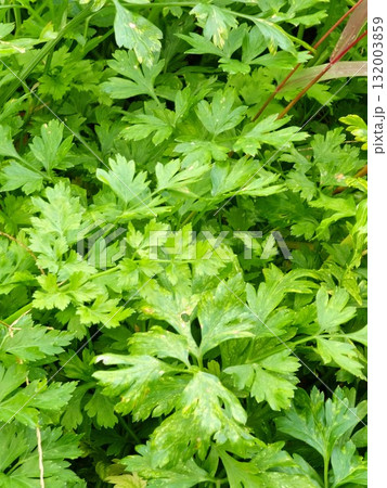 Close-up of fresh green parsley leaves growing in the garden. Parsley, known as Petroselinum crispum, is a popular culinary herb used in cooking. Close-up of fresh green parsley leaves growing in the garden. Parsley, known as Petroselinum crispum, is a popular culinary herb used in cooking. 132003859