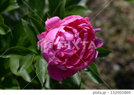 プリンセスマーガレット シャクヤク プリンセスマーガレット シャクヤク 132003860