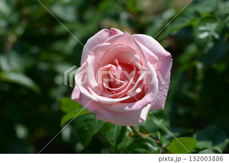 プロミス　シャクヤク 132003886