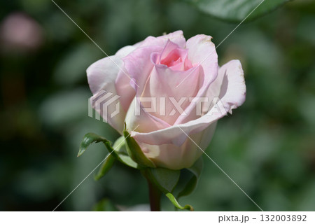 衣笠　シャクヤク 132003892