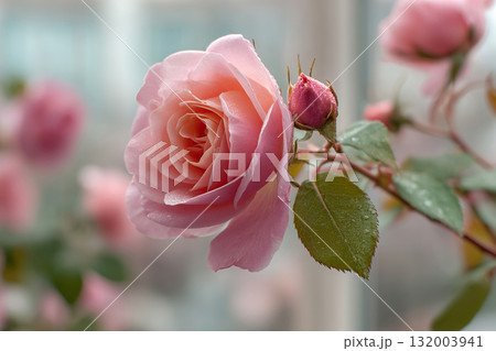 A close-up of a soft pink rose in bloom. Blurred light background. A close-up of a soft pink rose in bloom. Blurred light background. 132003941
