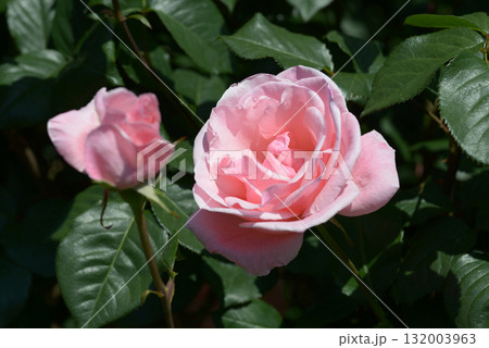 クイーン・エリザベス　シャクヤク 132003963