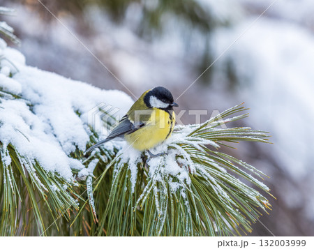 Cute bird Great tit, songbird sitting on the fir branch with snow in winter Cute bird Great tit, songbird sitting on the fir branch with snow in winter 132003999