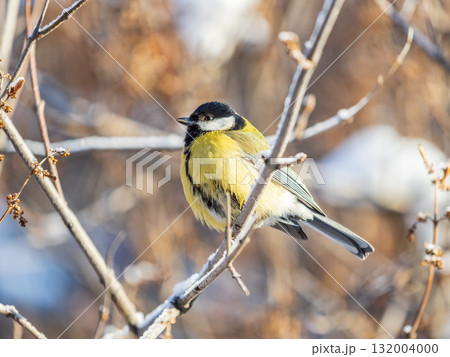 Cute bird Great tit, songbird sitting on the nice branch with beautiful autumn background 132004000
