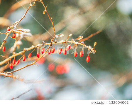 Red berries of barberry on a bush branch in autumn snowfall. Barberry bush in the autumn garden. 132004001