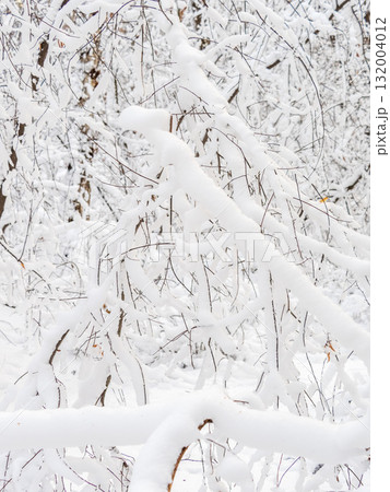 Tree branches in winter covered with snow and frost in snowfall. Frozen tree branches. 132004012