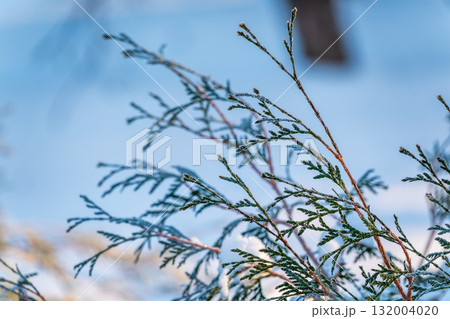 Close-up of thuja in snow. Thuja branch covered with layer of snow. White background. Green thuja branches are covered with frost outdoors in winter. 132004020