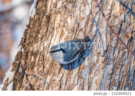 Eurasian nuthatch or wood nuthatch, lat. Sitta europaea, sitting on a tree trunk with a blurred background. 132004021