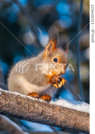 The squirrel with nut sits on tree in the winter or late autumn 132004025