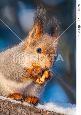 The squirrel with nut sits on tree in the winter or late autumn 132004026