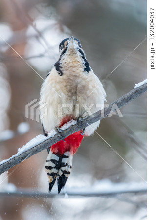 Little woodpecker sits on a tree trunk with snow in winter. The great spotted woodpecker, Dendrocopos major Little woodpecker sits on a tree trunk with snow in winter. The great spotted woodpecker, Dendrocopos major 132004037