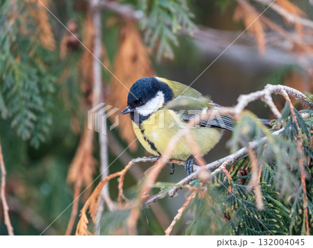 Cute bird Great tit, songbird sitting on a branch with snow in the autumn or winter. Cute bird Great tit, songbird sitting on a branch with snow in the autumn or winter. 132004045