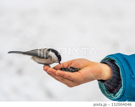 A willow tit sits on hand and eats seeds. Hungry bird willow tit eating seeds from a hand in winter or autumn 132004046
