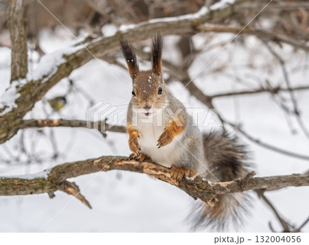 Squirrel in winter sits on a tree trunk with snow 132004056
