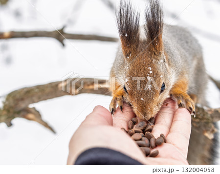Squirrel eats nuts from a man's hand. Caring for animals in winter or autumn. 132004058