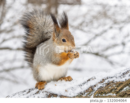 The squirrel with nut sits on tree in the winter or late autumn 132004064